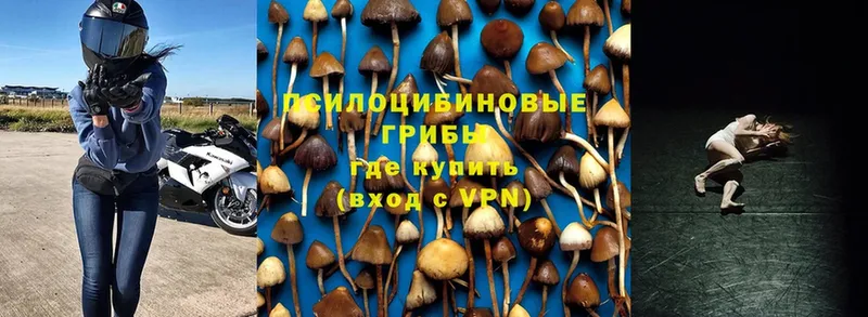 Галлюциногенные грибы Cubensis  Закаменск 